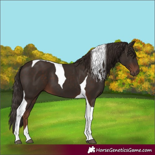 Horse Color:Liver Chestnut Tobiano