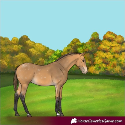 Horse Color:Buckskin Appaloosa 