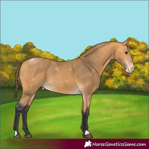 Horse Color:Buckskin Varnish