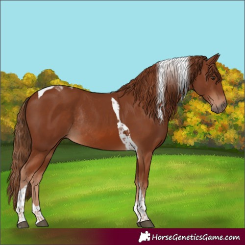 Horse Color:Chestnut Tobiano Rabicano 