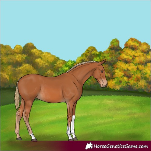 Horse Color:Chestnut Tobiano Rabicano