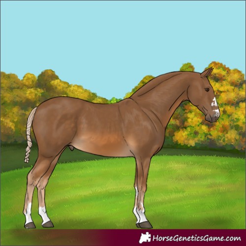 Horse Color:Chocolate Palomino