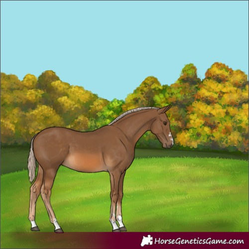 Horse Color:Chocolate Palomino 