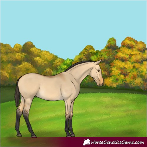 Horse Color:Buckskin Dun 