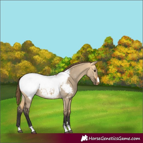 Horse Color:Buckskin Dun Appaloosa