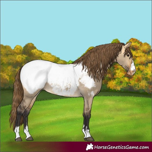 Horse Color:Buckskin Dun Snowcap