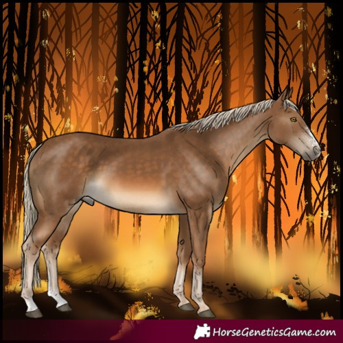 Horse Color:Chocolate Palomino Sabino 