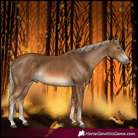 Horse Color:Chocolate Palomino Sabino 