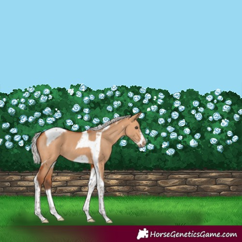 Horse Color:Silver Bay Dun Tobiano Frame