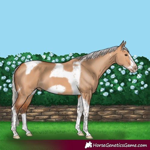 Horse Color:Silver Bay Dun Tobiano Frame