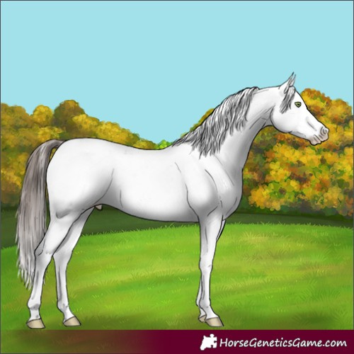 Horse Color:Sable Champagne Sabino Appaloosa Rabicano
