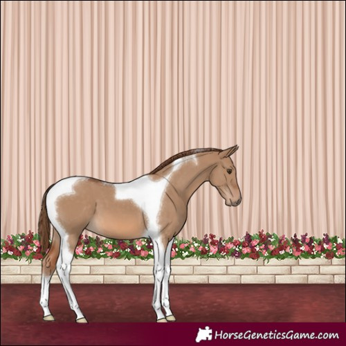 Horse Color:Red Dun Tobiano