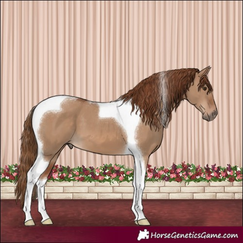 Horse Color:Red Dun Tobiano 