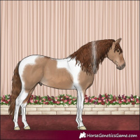 Horse Color:Red Dun Tobiano