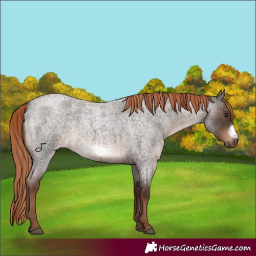 Horse Color:Liver Red Roan Frame Rabicano