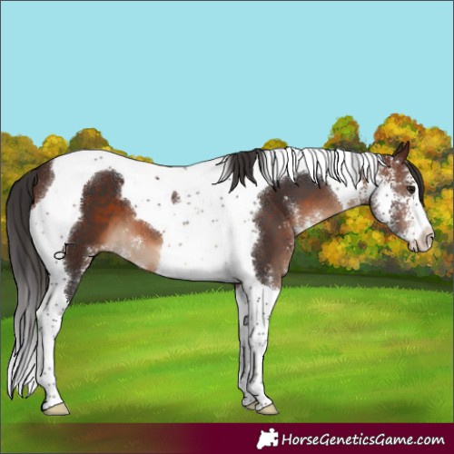 Horse Color:Brown Sabino Tobiano