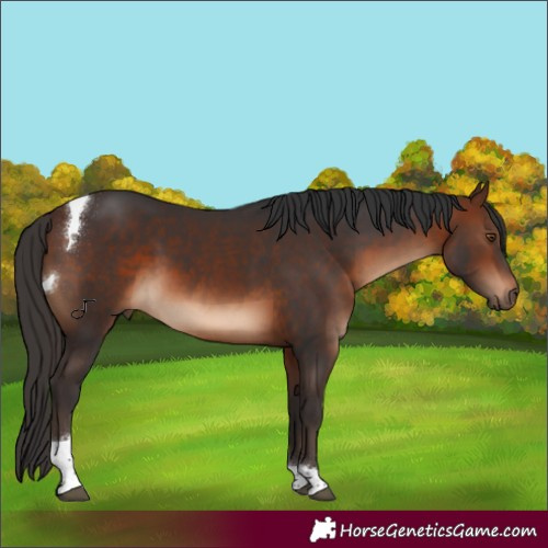 Horse Color:Brown Tobiano