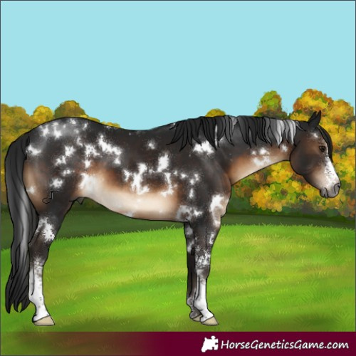Horse Color:Gray White Spotted Brown Sabino 