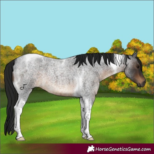 Horse Color:Gray Bay Roan Tobiano