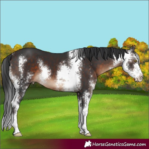 Horse Color:Brown Sabino 