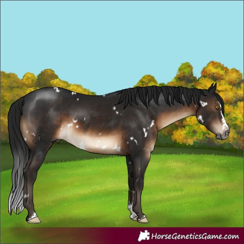 Horse Color:Gray White Spotted Brown Sabino Splash