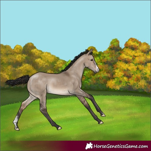 Horse Color:Brown Dun Sabino