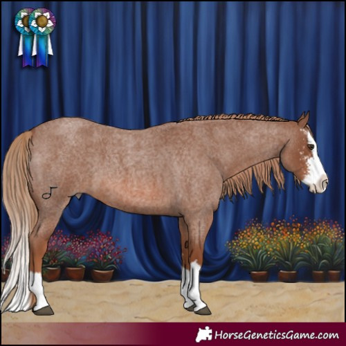 Horse Color:Red Roan Sabino Splash 
