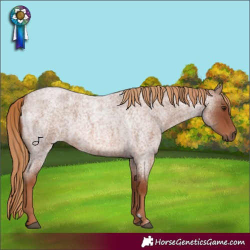 Horse Color:Red Roan