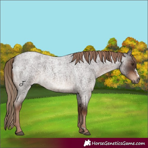 Horse Color:Liver Red Roan Sabino Rabicano 