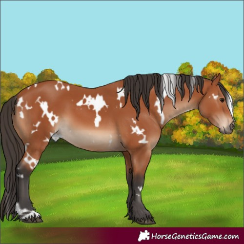 Horse Color:White Spotted Bay