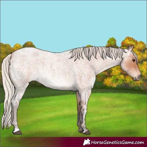 Horse Color:Silver Bay Ice Roan Rabicano 