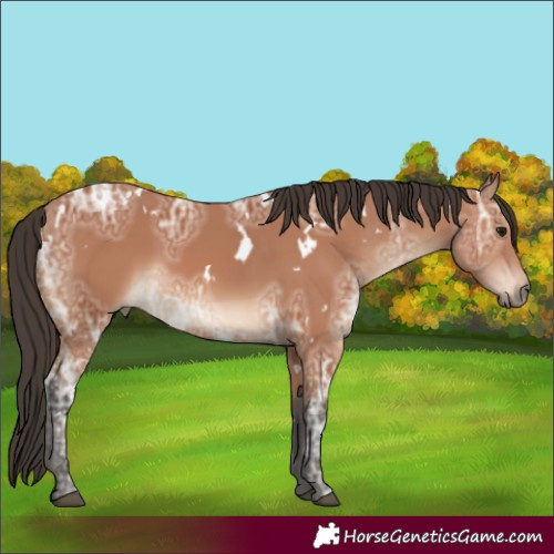 Horse Color:White Spotted Bay Ice 