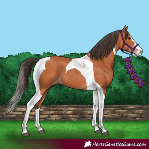 Horse Color:Bay Tobiano