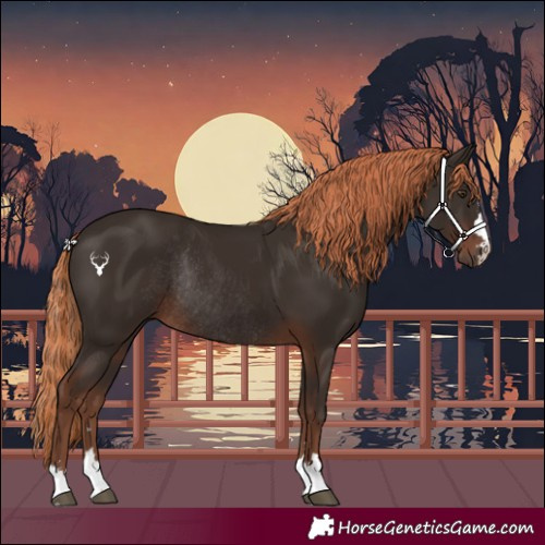Horse Color:Liver Chestnut Rabicano
