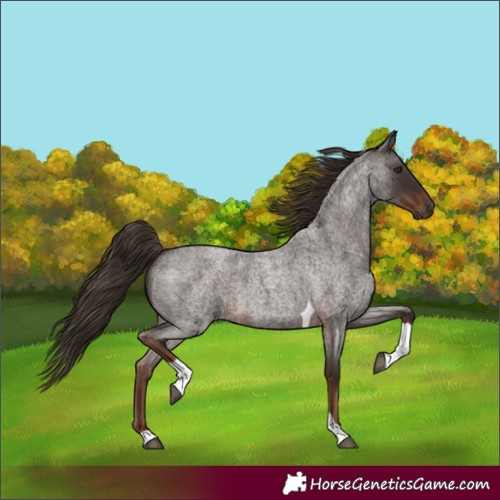 Horse Color:Unknown 