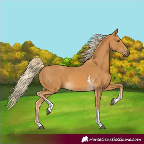 Horse Color:Palomino Tobiano Rabicano