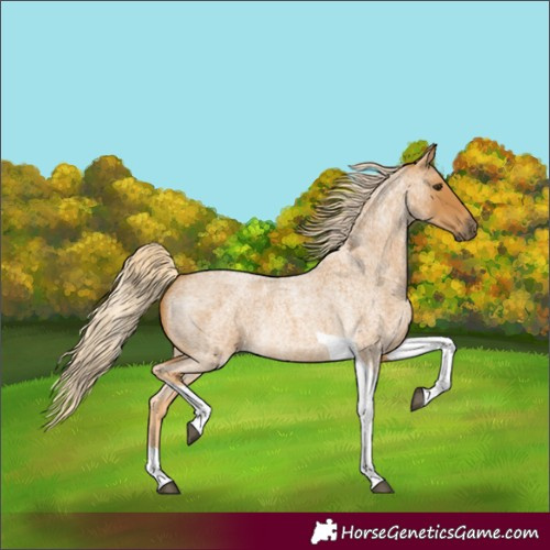Horse Color:Palomino Roan Tobiano Rabicano