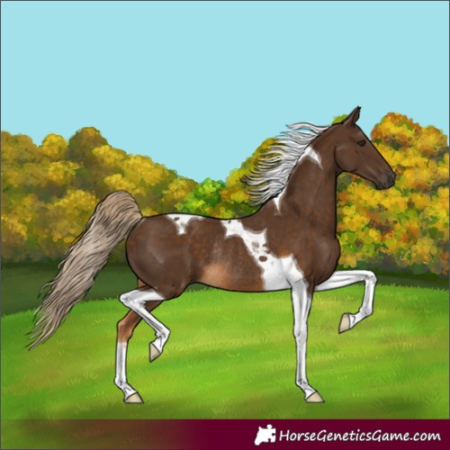 Horse Color:Unknown 
