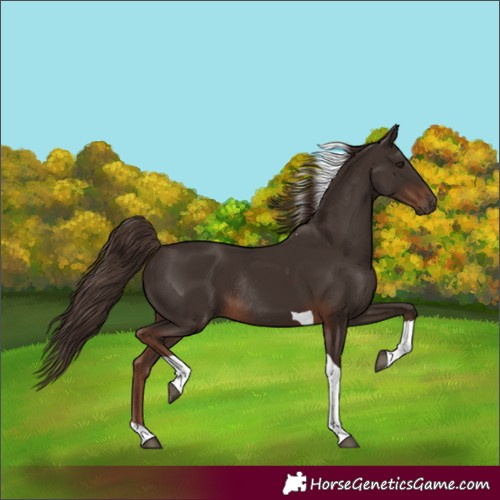 Horse Color:Unknown 