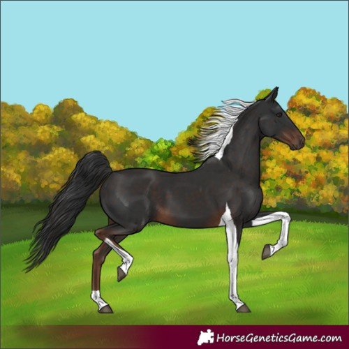 Horse Color:Unknown 