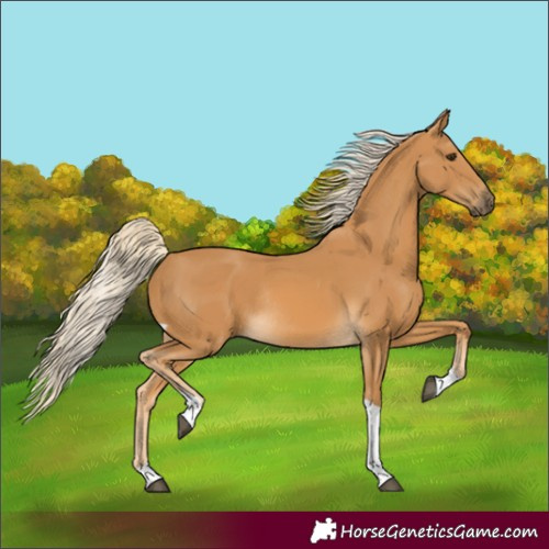 Horse Color:Unknown 
