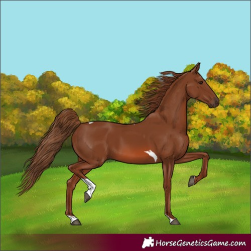 Horse Color:Chestnut Tobiano