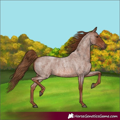 Horse Color:Red Roan 