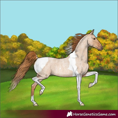 Horse Color:Red Dun Roan Tobiano Rabicano