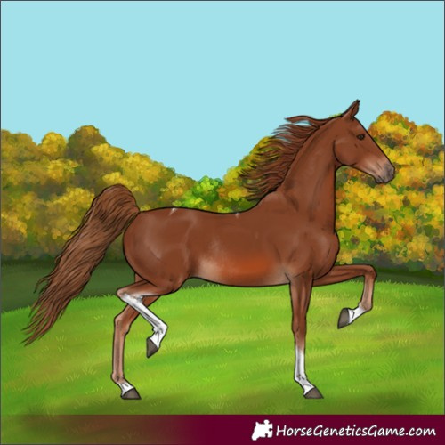 Horse Color:Chestnut Tobiano Rabicano