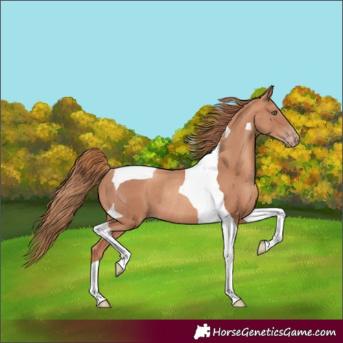 Horse Color:Gold Champagne Tobiano Rabicano