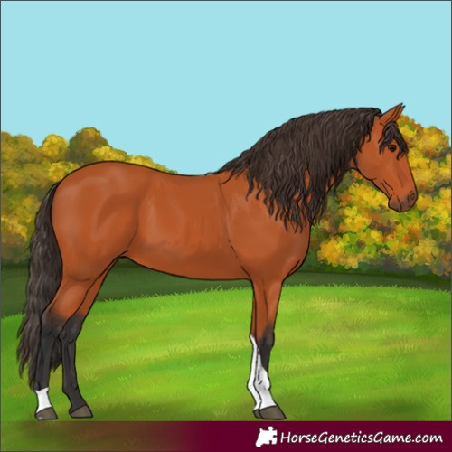 Horse Color:Bay Tobiano