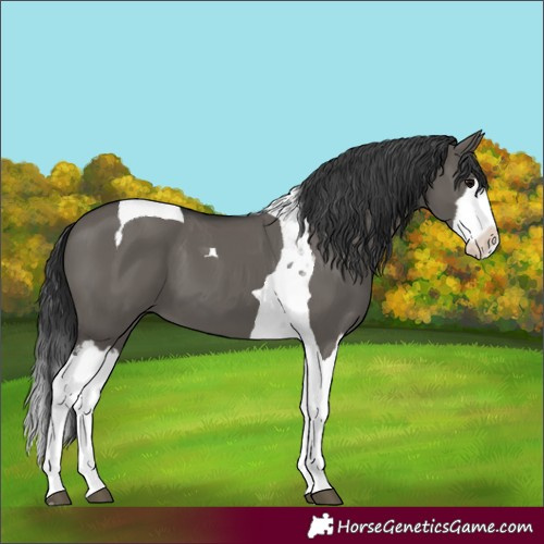 Horse Color:Grullo Splash Tobiano