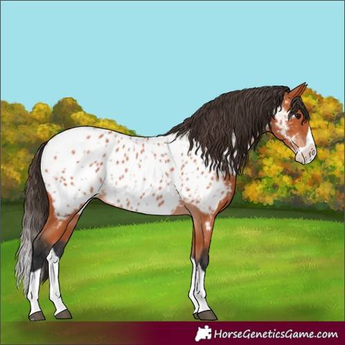 Horse Color:Bay Splash Near Leopard