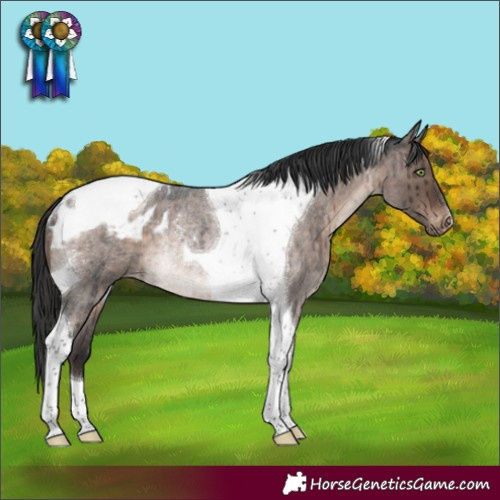 Horse Color:Brown Roan Dun Mushroom Tobiano Appaloosa Rabicano Brindle